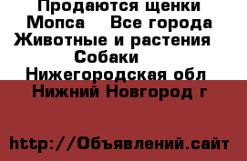 Продаются щенки Мопса. - Все города Животные и растения » Собаки   . Нижегородская обл.,Нижний Новгород г.